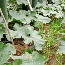 黑皮冬瓜10斤以上吊冬瓜