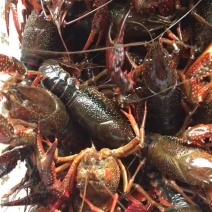 克氏原螯虾食用4-6钱（20-30克）活虾小龙虾主养
