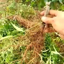酸梅树苗1年，优质苗木，高产，稳产