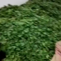 豫薯166-7红薯苗豫薯13.商薯19.红苏8.烟薯等
