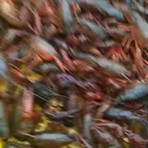 龙虾16~20只/kg