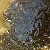 草鱼草鱼，花莲，建鲤，彭泽鲫鱼苗夏花大量出售