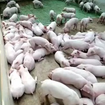 长大二元母猪产仔多奶水足，耐粗次，生长速度快
