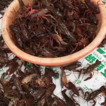 龙虾26~30只/kg
