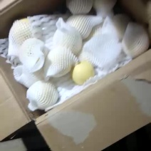 皇冠梨300~350g纸箱白皮套袋供应全国大量有货