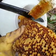 土蜜蜂