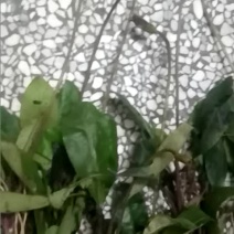 一支香/白花地胆头/白眉草/白微