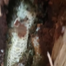 野生土蜂蜜