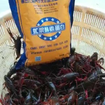 黑水虻虻浆酵素蛋白