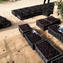 大叶桑
