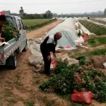 河南省禹州市红薯苗-烟薯苗脱毒红薯苗基地成活率高欢迎咨询