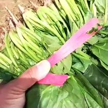 辽宁凌海菠菜大量上市