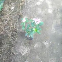 长春花