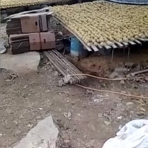 河南变蛋松花蛋鸡皮蛋