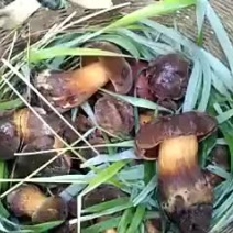 云南特产，纯天然野生菌