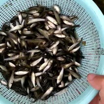草鱼苗夏花