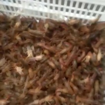 小龙虾虾苗