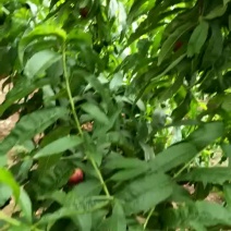 陕西油桃大量上市，品种全，品质高，量大，需要的联系