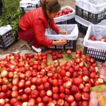 金奥油桃