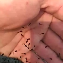 牛蛙蝌蚪