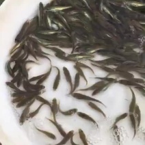 黑鱼苗生鱼苗乌鱼苗