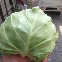 甘蓝定州甘蓝大量上市了