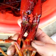 小龙虾小龙虾主养4-6钱（20-30克）活虾