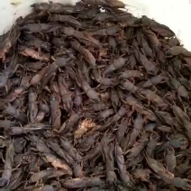 蝼蛄（土苟）最少订量50斤批起