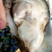 生蚝净化蚝，牡蛎，乳山蚝，海蛎子鲜活发货