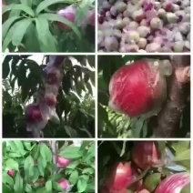 自家的桃子快熟了要的提前预订[呲牙][呲
