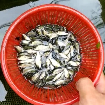 彭泽鲫鱼苗夏花