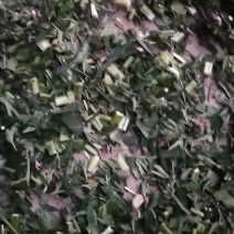 益母草片子，一公分