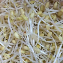 古方黄豆芽有机种植零添加