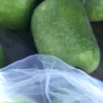 山东冬瓜聊城精品冬瓜产地直发量大从优欢迎来电咨询订购