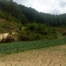 丽薯88号土豆3两以上通货