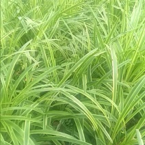 金边麦冬