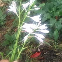 玉簪