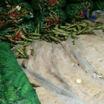 蚕豆大量供应