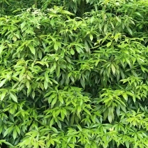 金丝楠木高档木材与绿化与一体树种