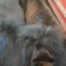 肉骡，陀螺，有马骡，