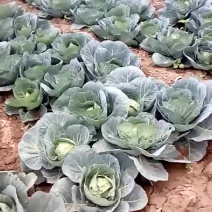 甘蓝
