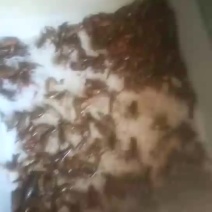 本地龙虾