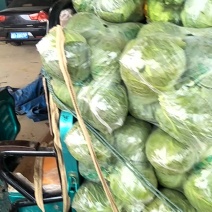圆包菜