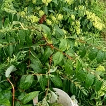金银花