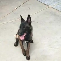 马犬