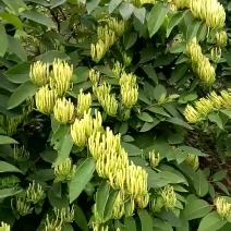 摘金银花
