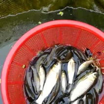 草鱼苗夏花