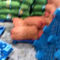 山东毛豆开心绿绿宝石大量供应优选基地颗粒饱满价格优惠
