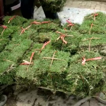 绿化草皮