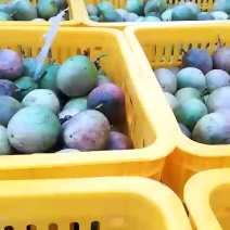 紫香百香果，头手货源，大老板网购电商前